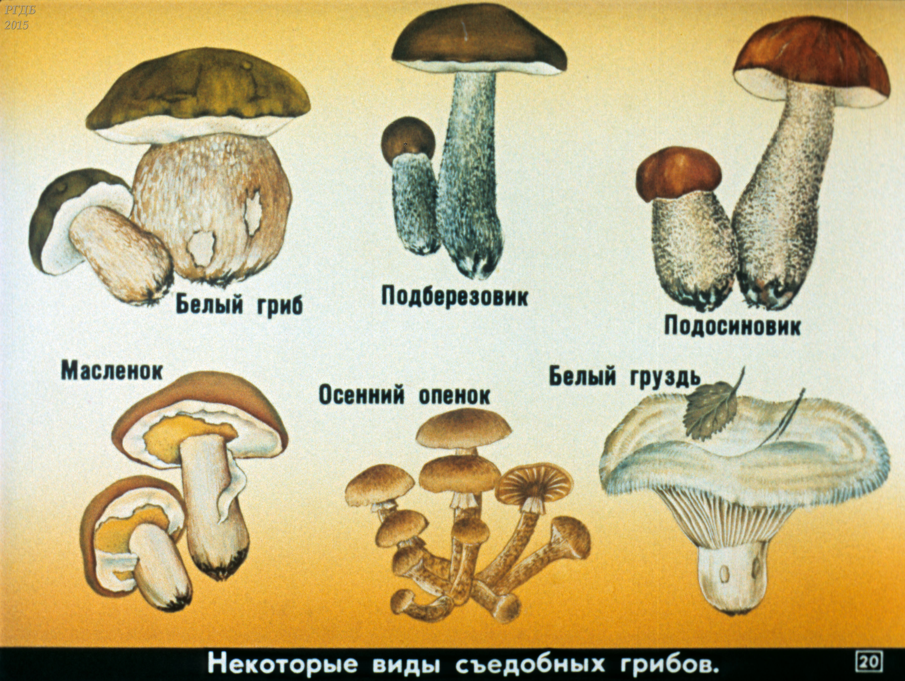 Название съедобных грибов