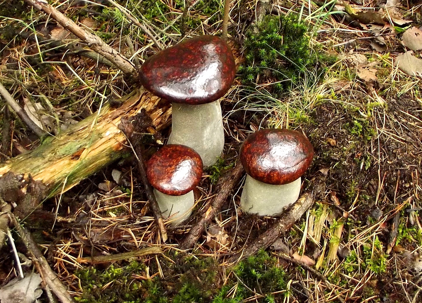 польский белый гриб фото