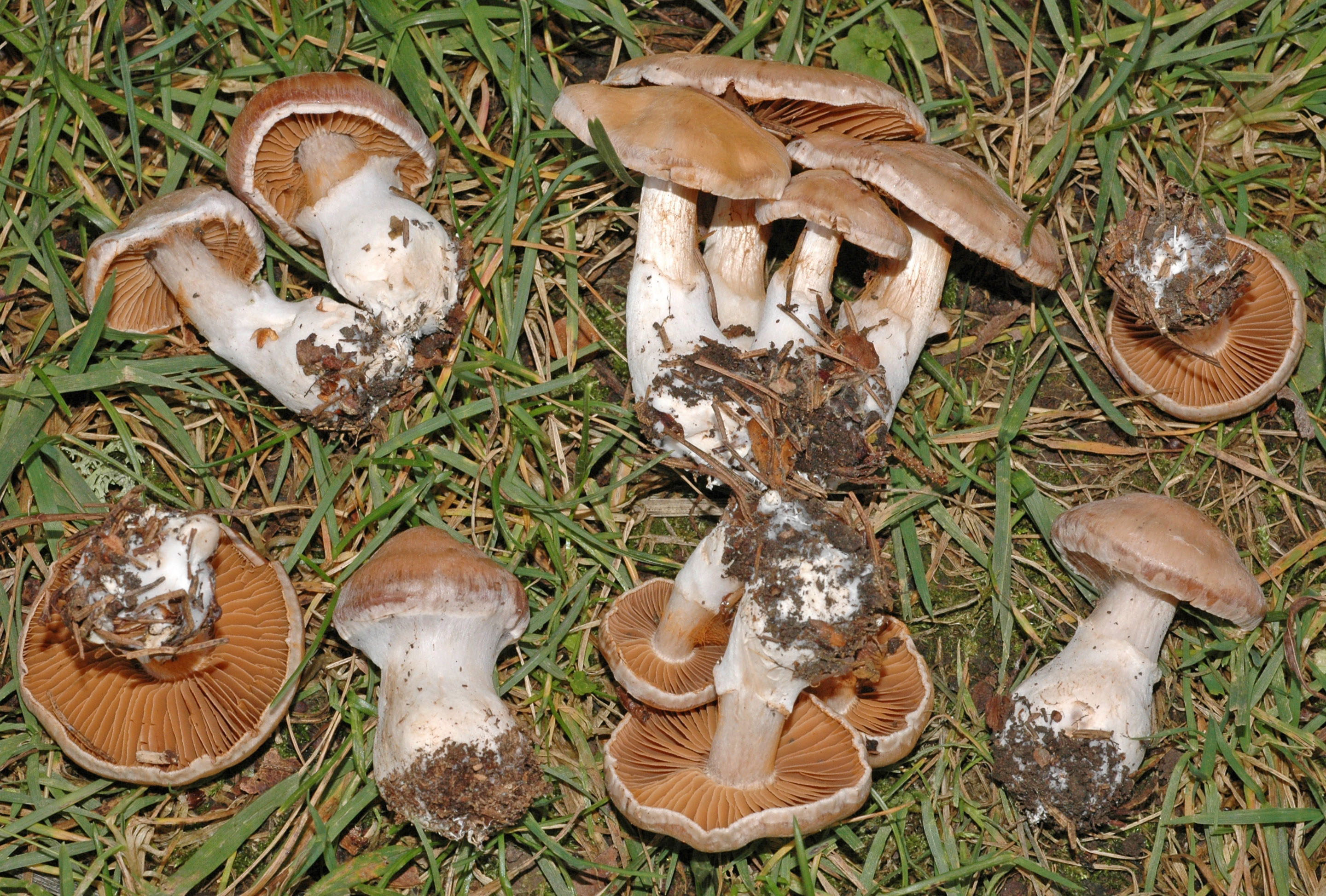 Все виды съедобных грибов