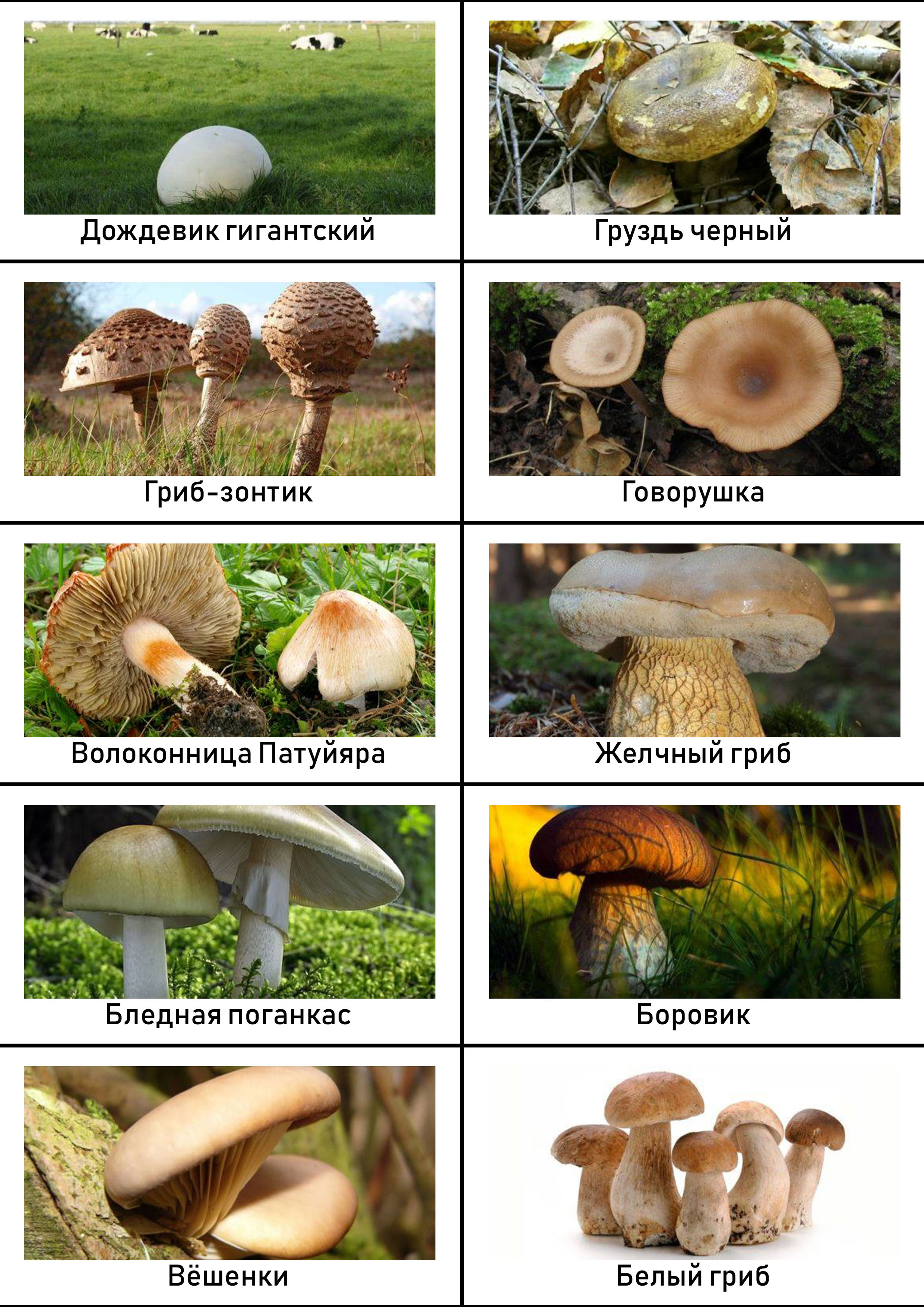 Съедобные грибы фото и название и описание
