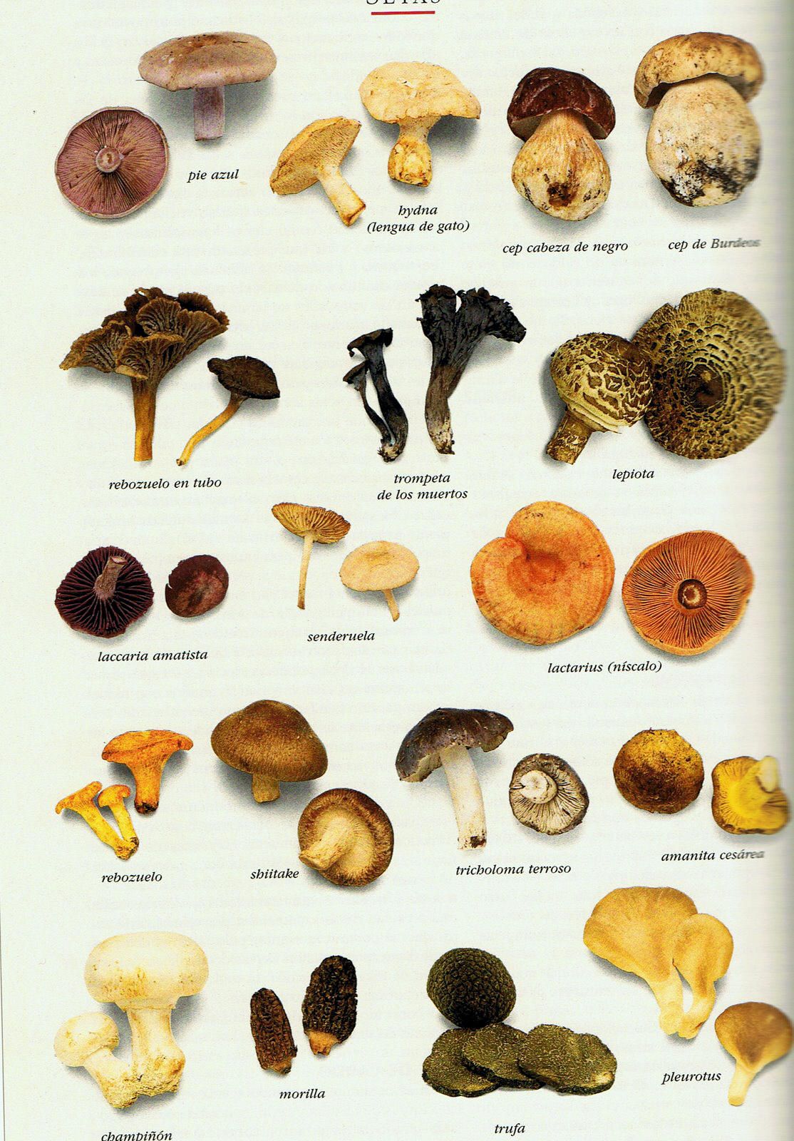 Съедобные дикорастущие грибы