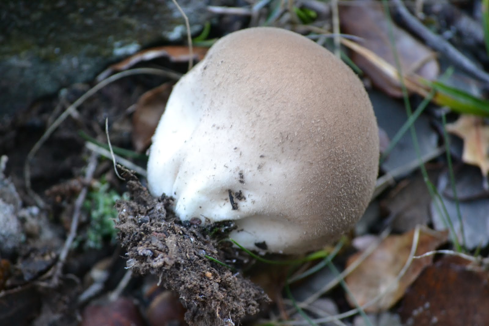 дождевик коричневый гриб фото