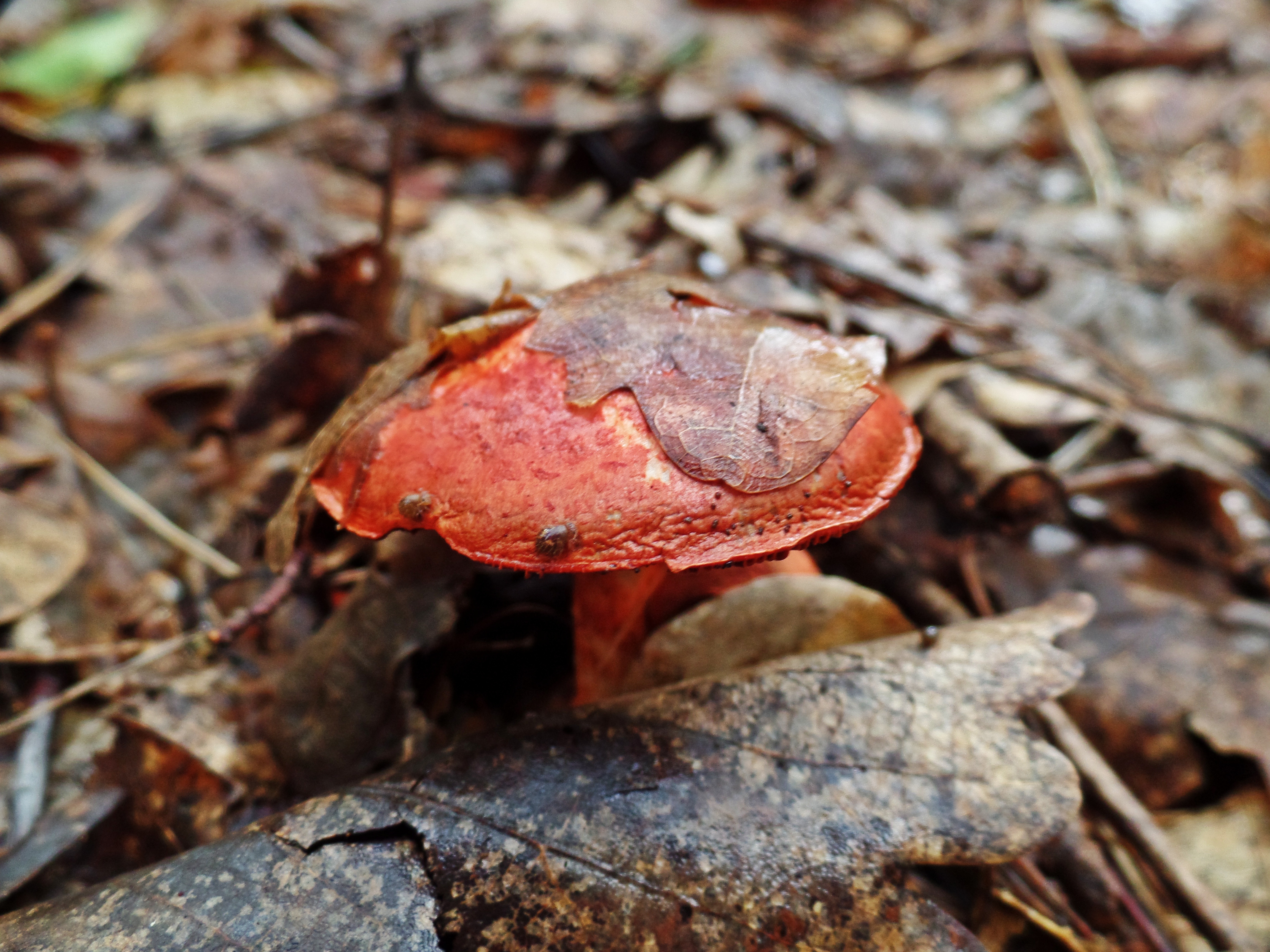 Красный гриб фото