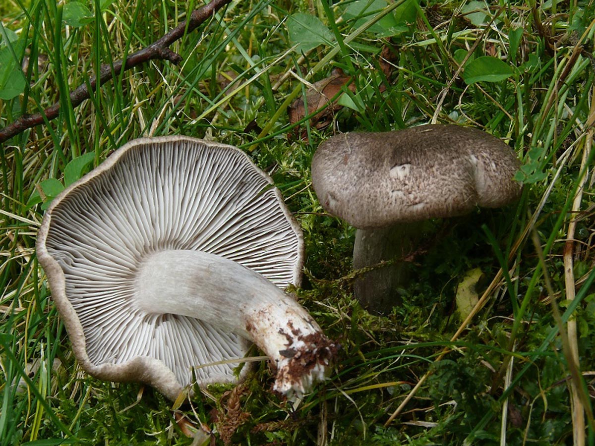 Рядовка грибы Дубовик