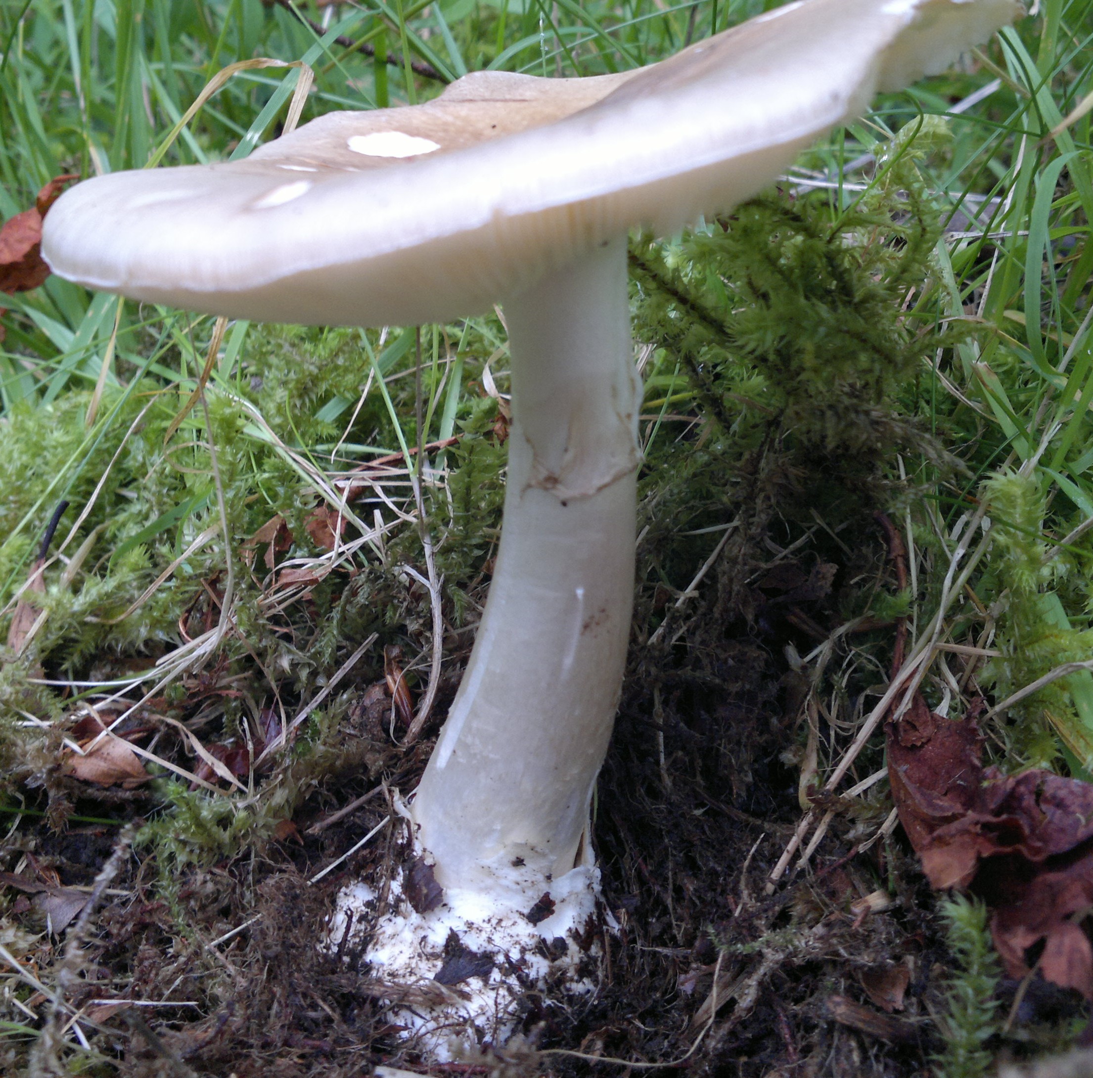 Поганка пластинчатая. Бледная поганка гриб. Грибы пластинчатые бледная поганка. Бледная поганка (Amanita phalloides). Белая поганка гриб.