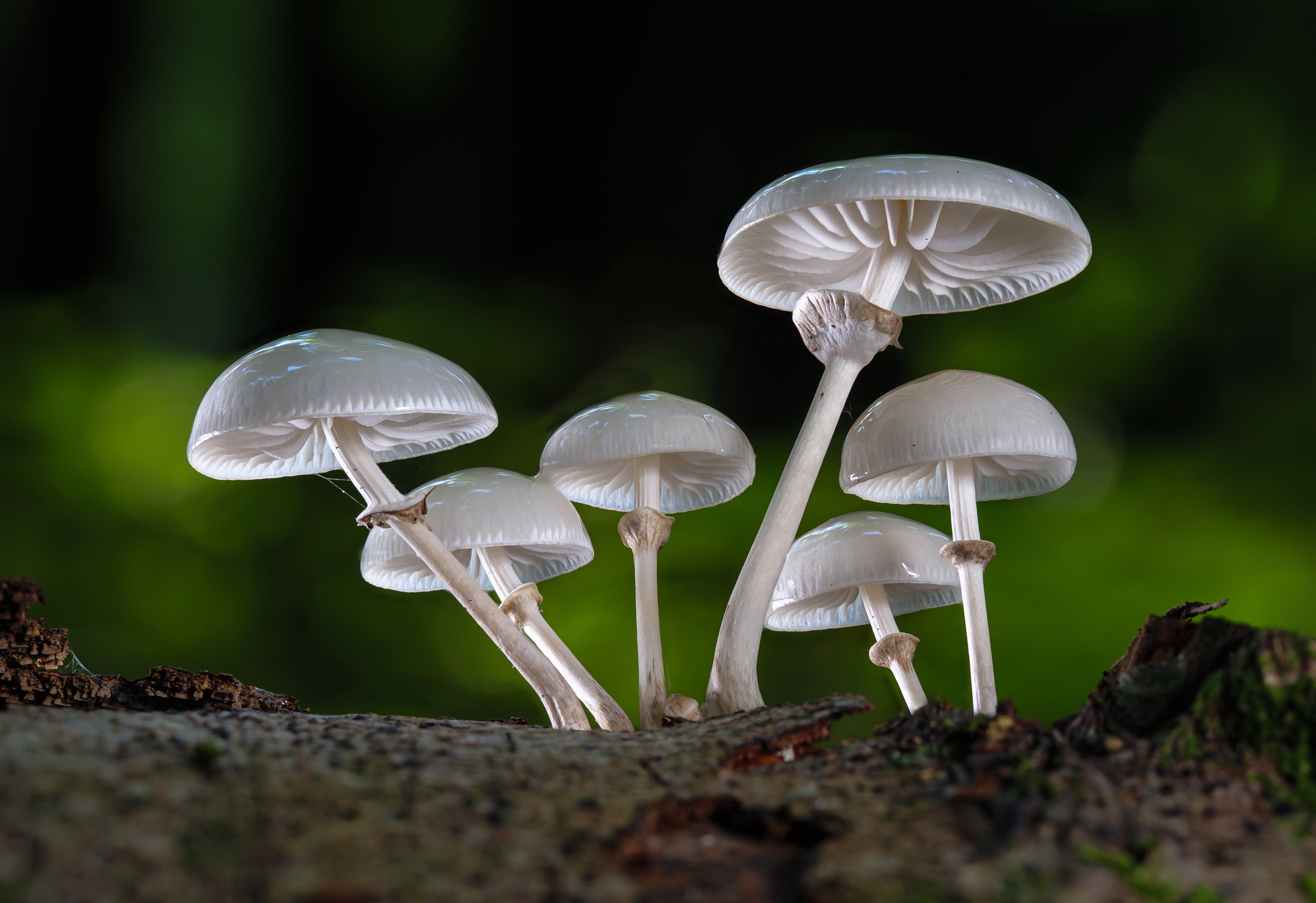 Трубчатая поганка. Бледная поганка гриб. Бледная поганка (Amanita phalloides). Белая поганка гриб. Бледная погоганка гриб.