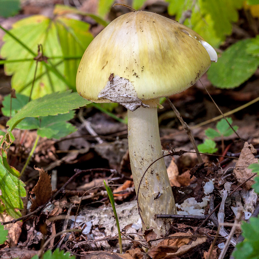 Тип бледной поганки. Бледная поганка (Amanita phalloides). Белая поганка гриб. Поганка Луговая. Луговая поганка гриб.