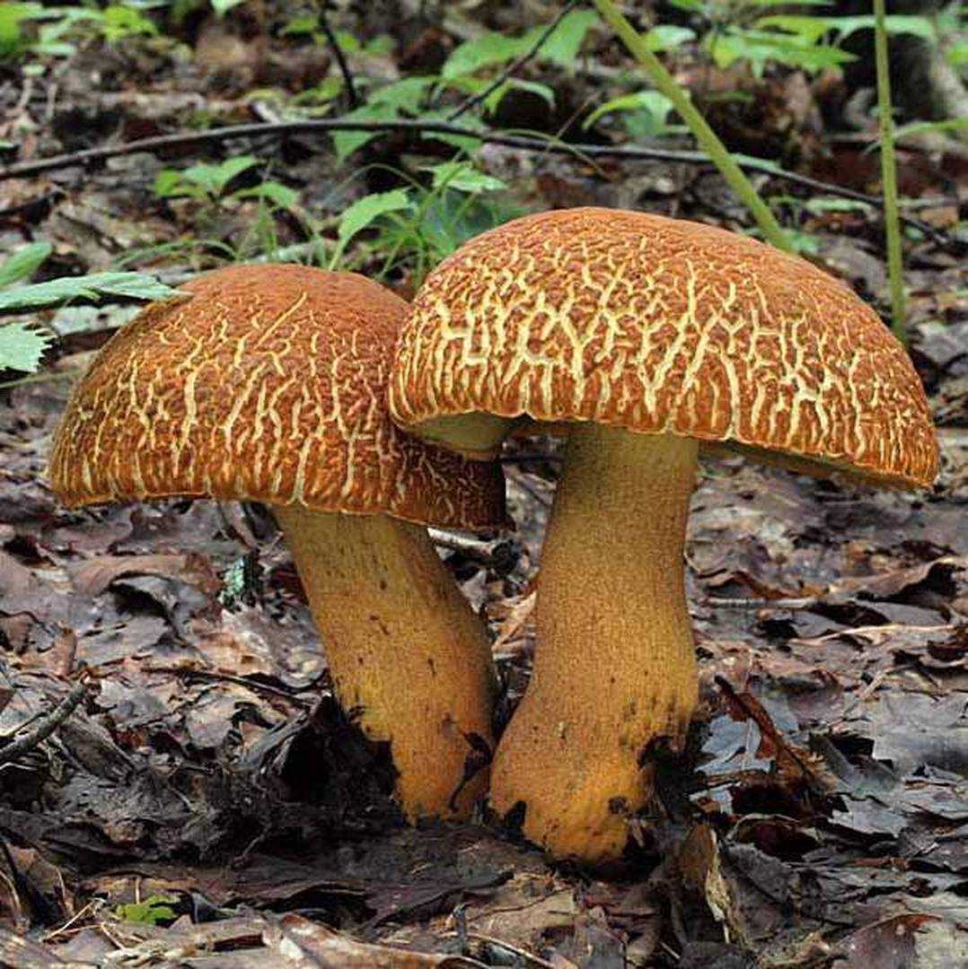 Фото царского гриба