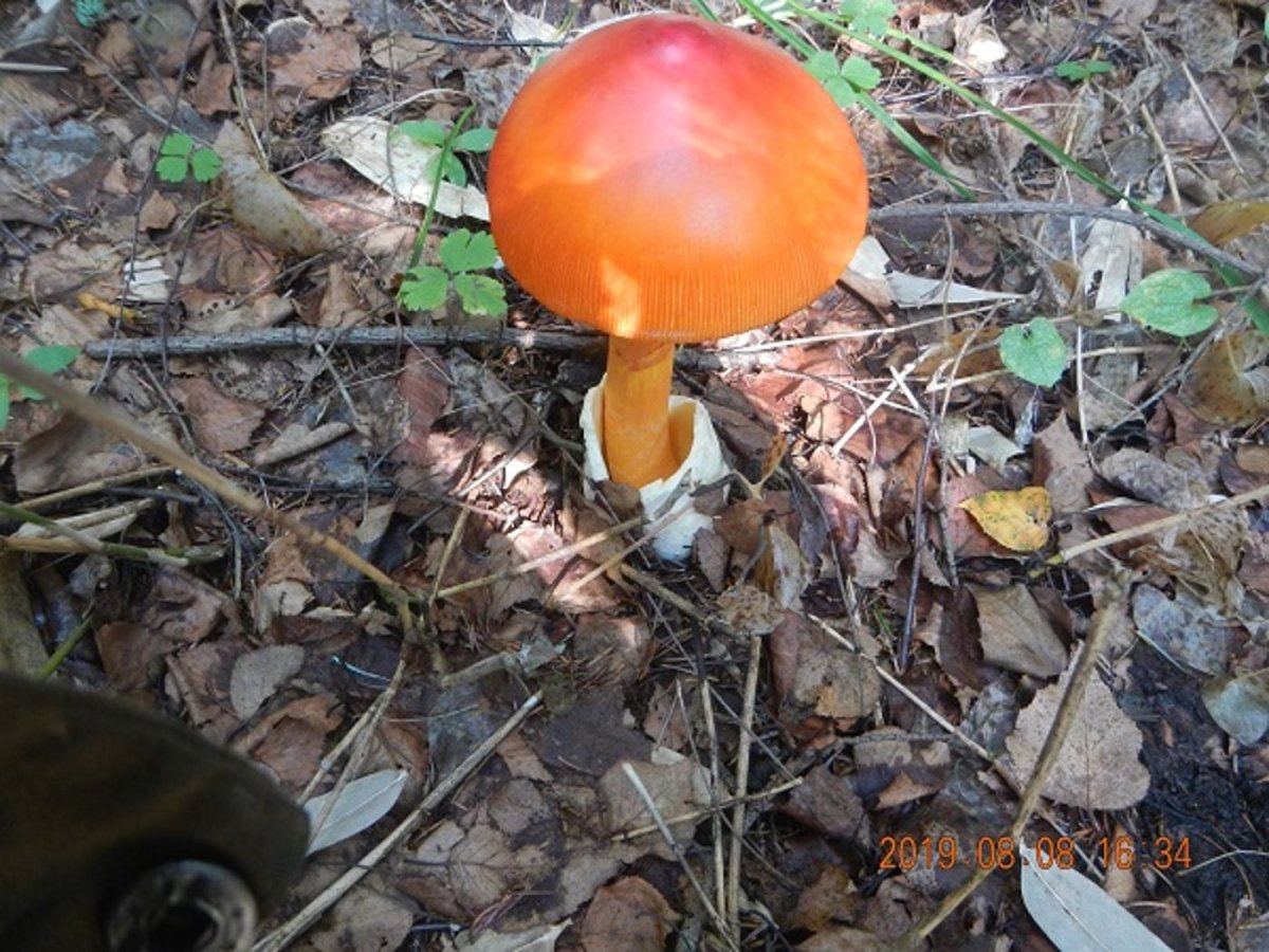 Царский гриб в Абхазии