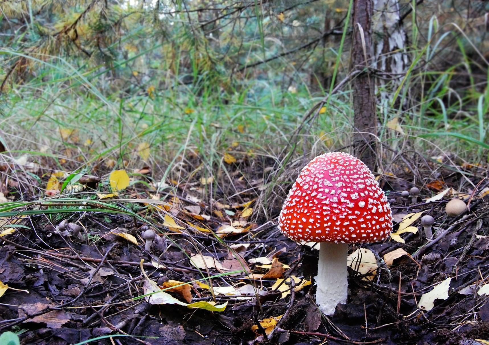 Белый гриб Пензенской области