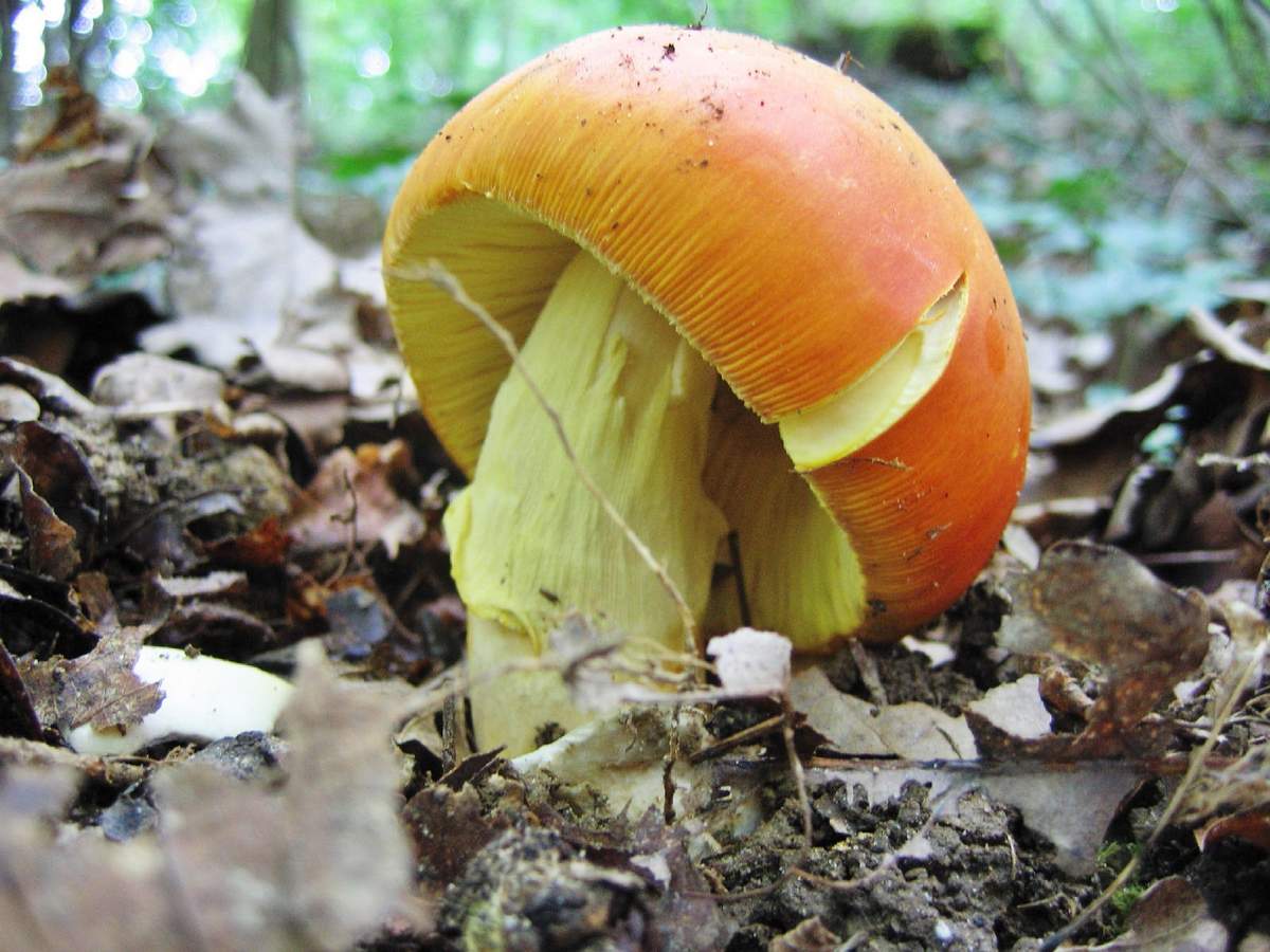 Царский гриб в краснодарском крае фото и описание