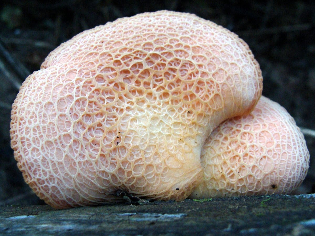 Родотус гриб