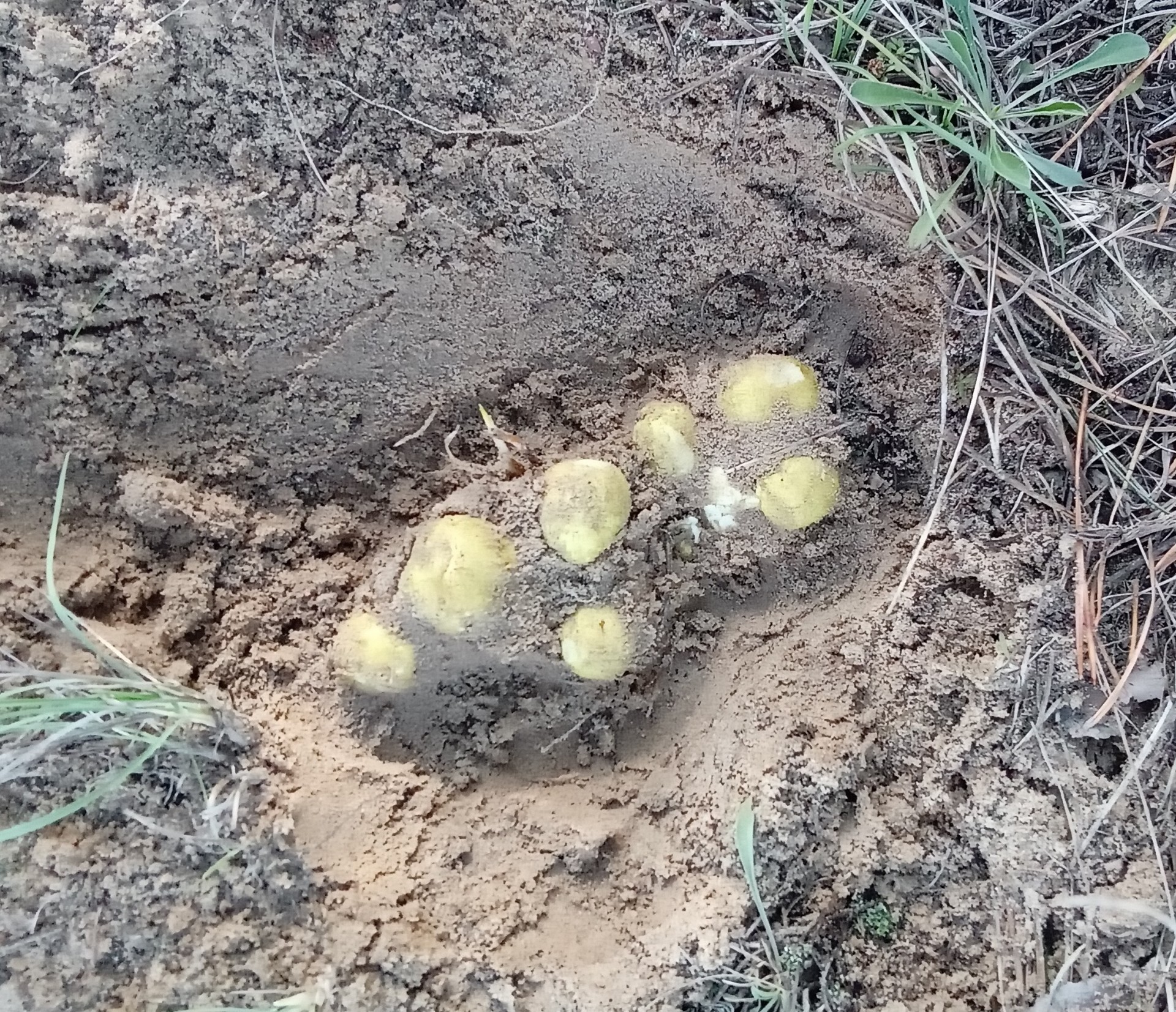 Зеленушка гриб в Ростовской области