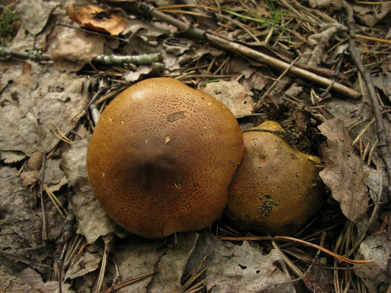 Зеленки грибы фото
