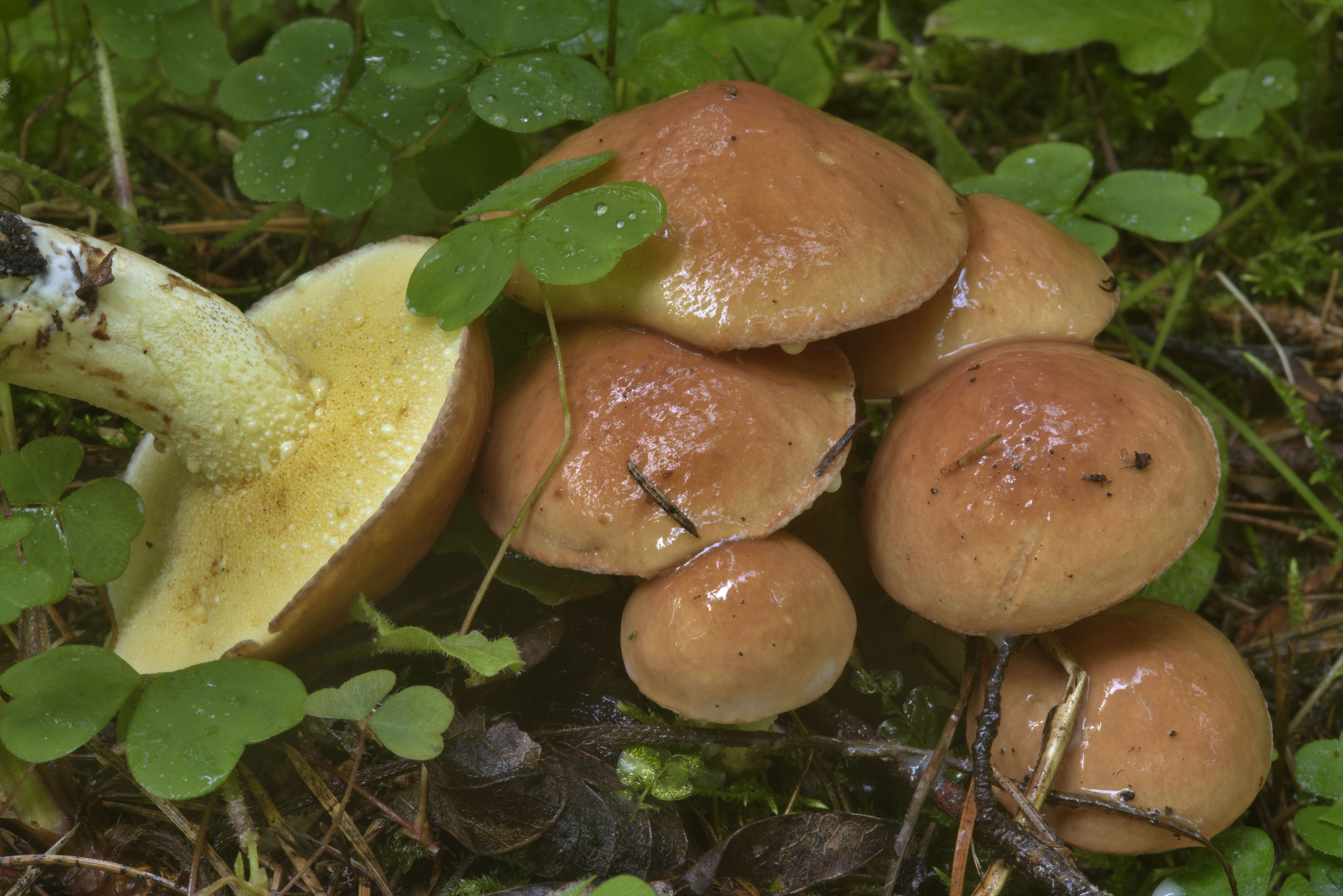 Лже маслята грибы
