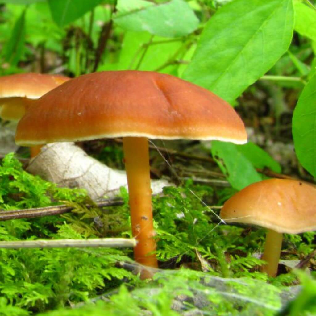 съедобные грибы донбасса фото