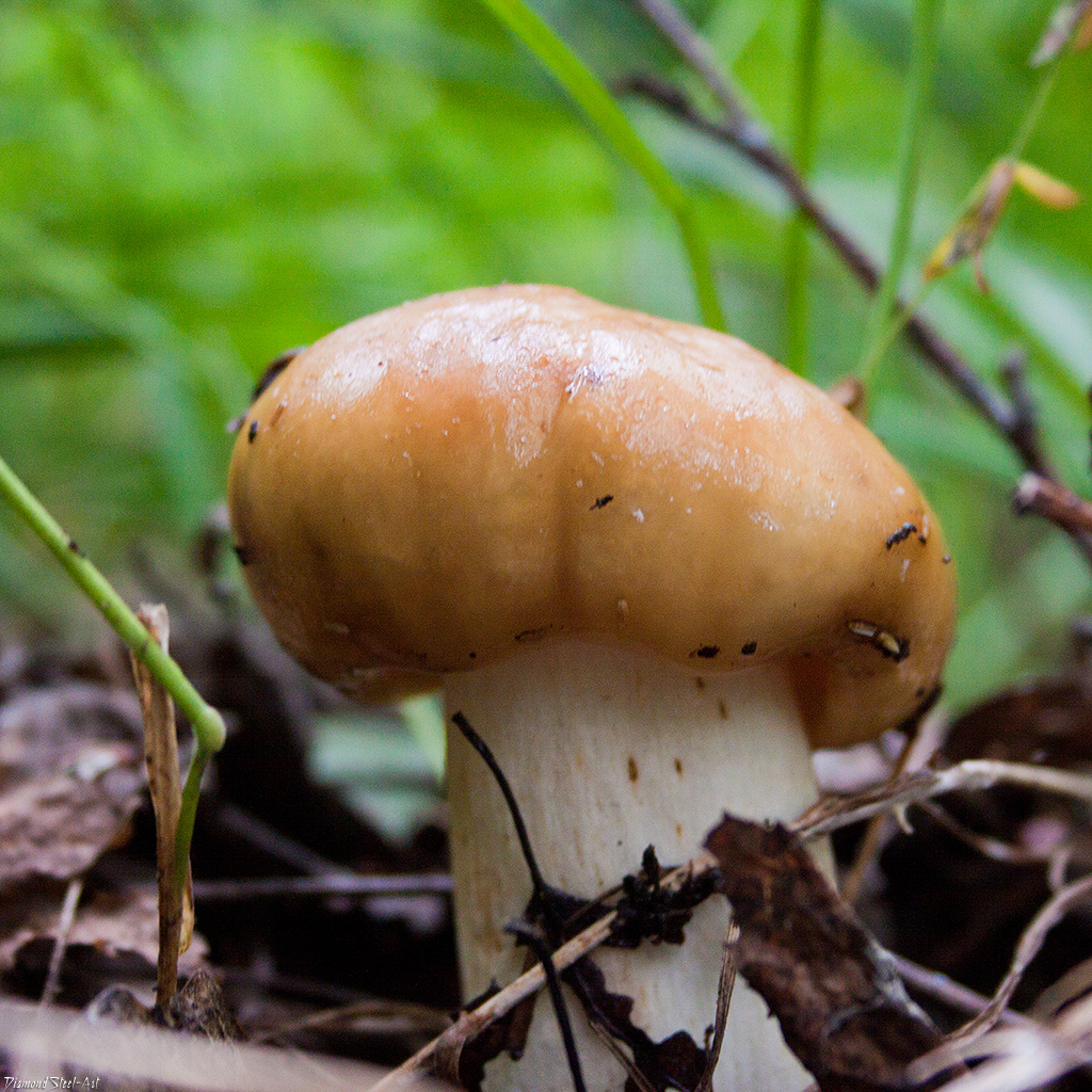Валуй гриб Russula Foetens
