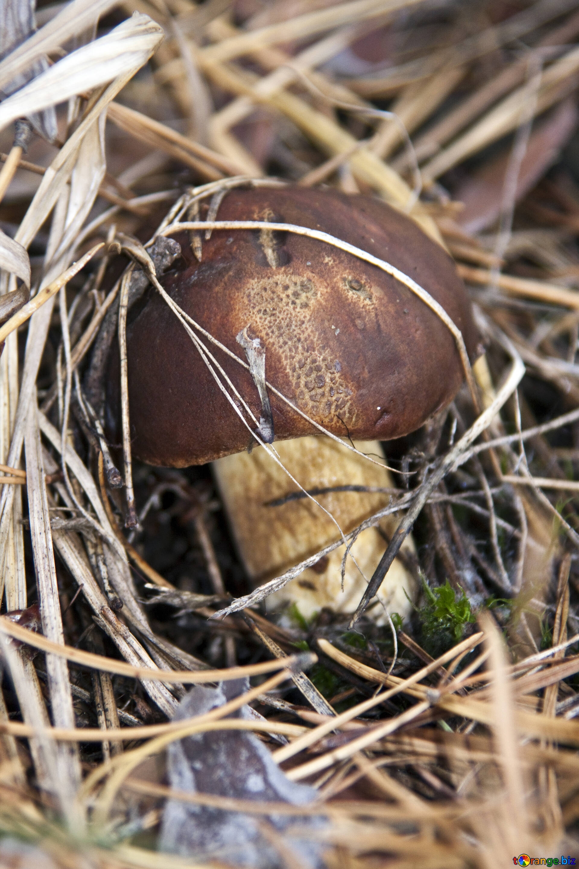 польский белый гриб фото