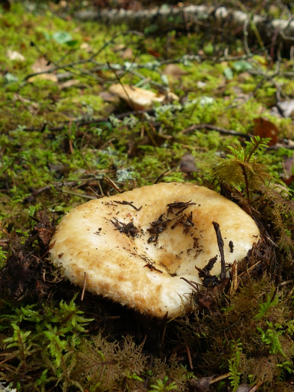 Подъеловик гриб фото и описание