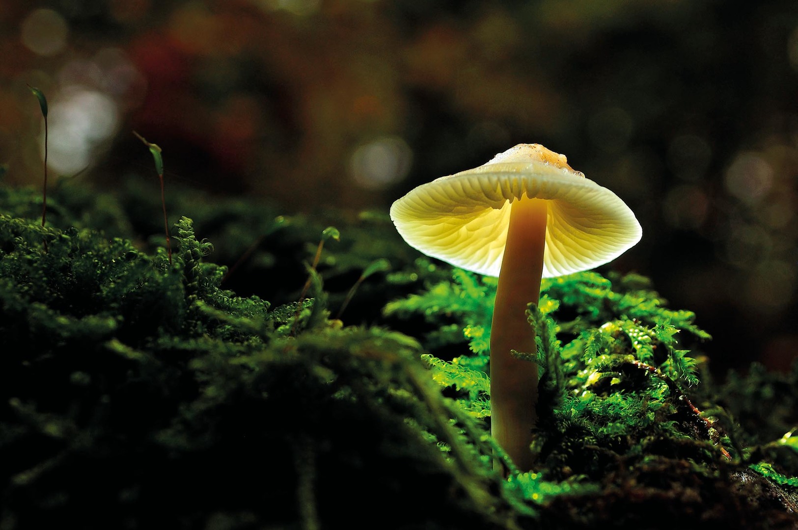 Светящиеся грибы в природе