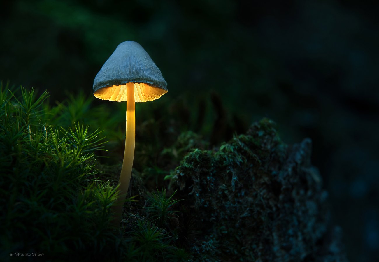 Светящиеся грибы в городе