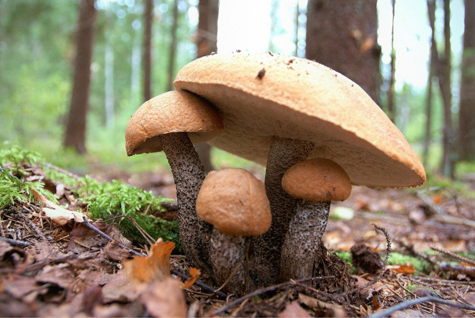 Фотографии грибов