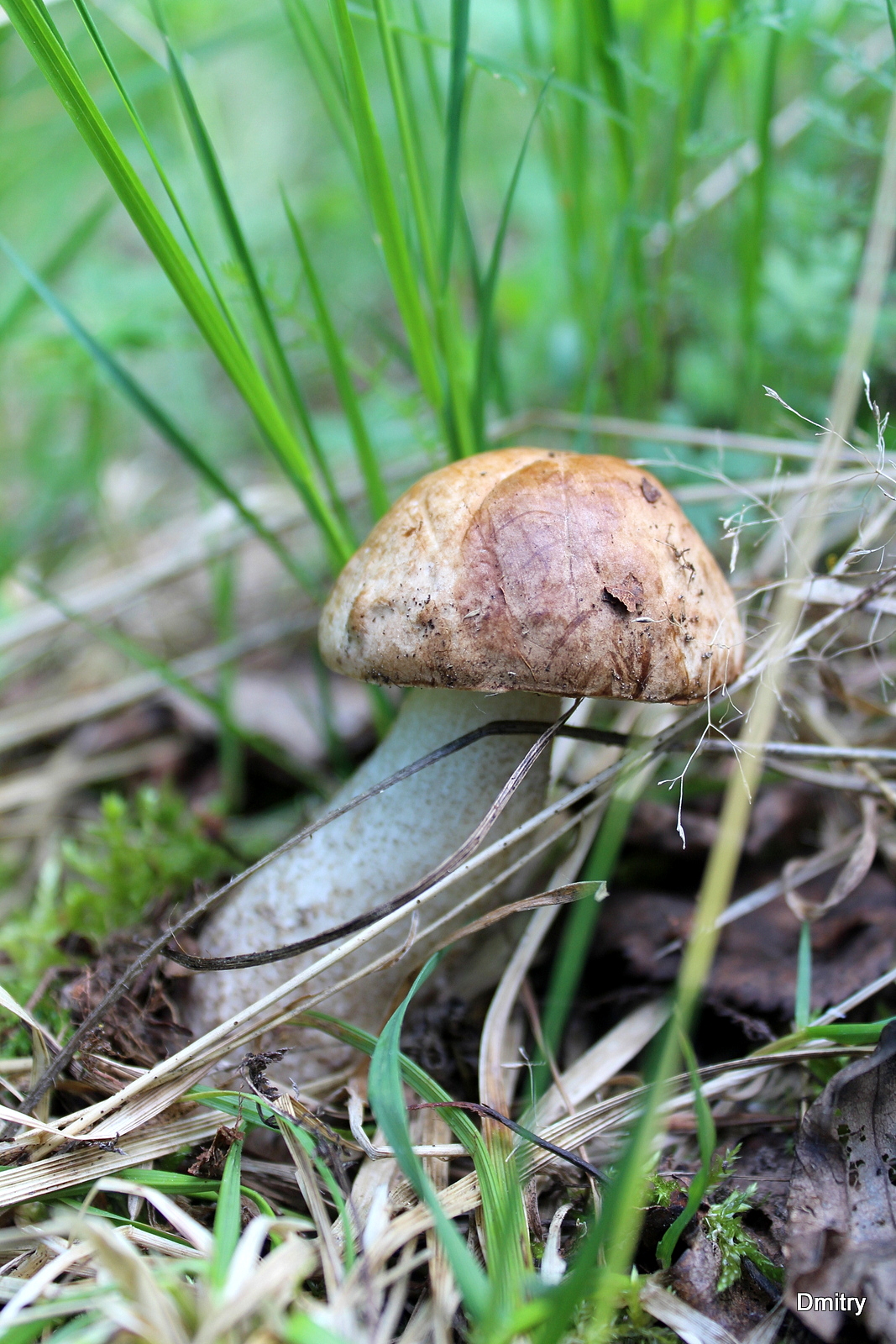 Съедобный гриб — 6 букв сканворд