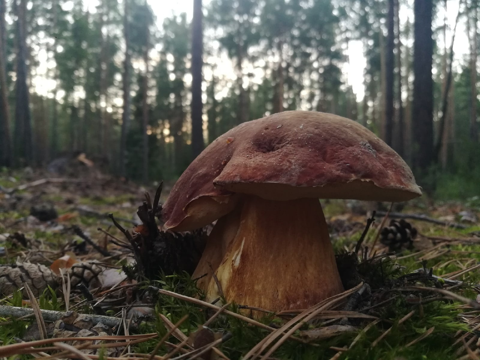 Гигантские грибы