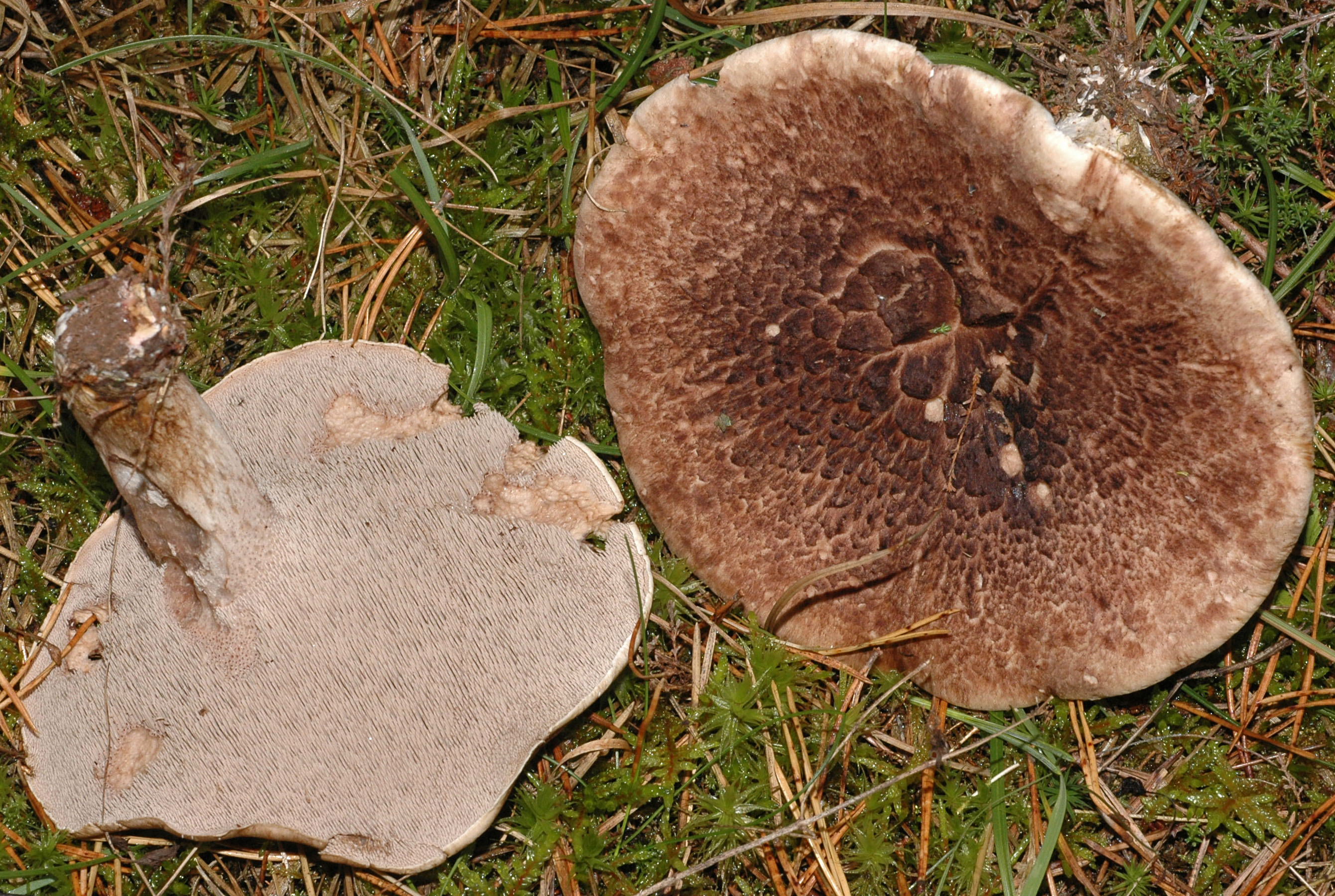Ежовик пестрый гриб фото и описание