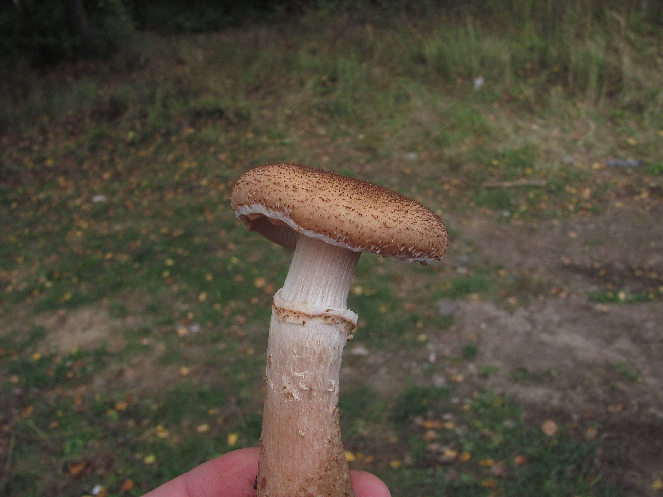 Один гриб