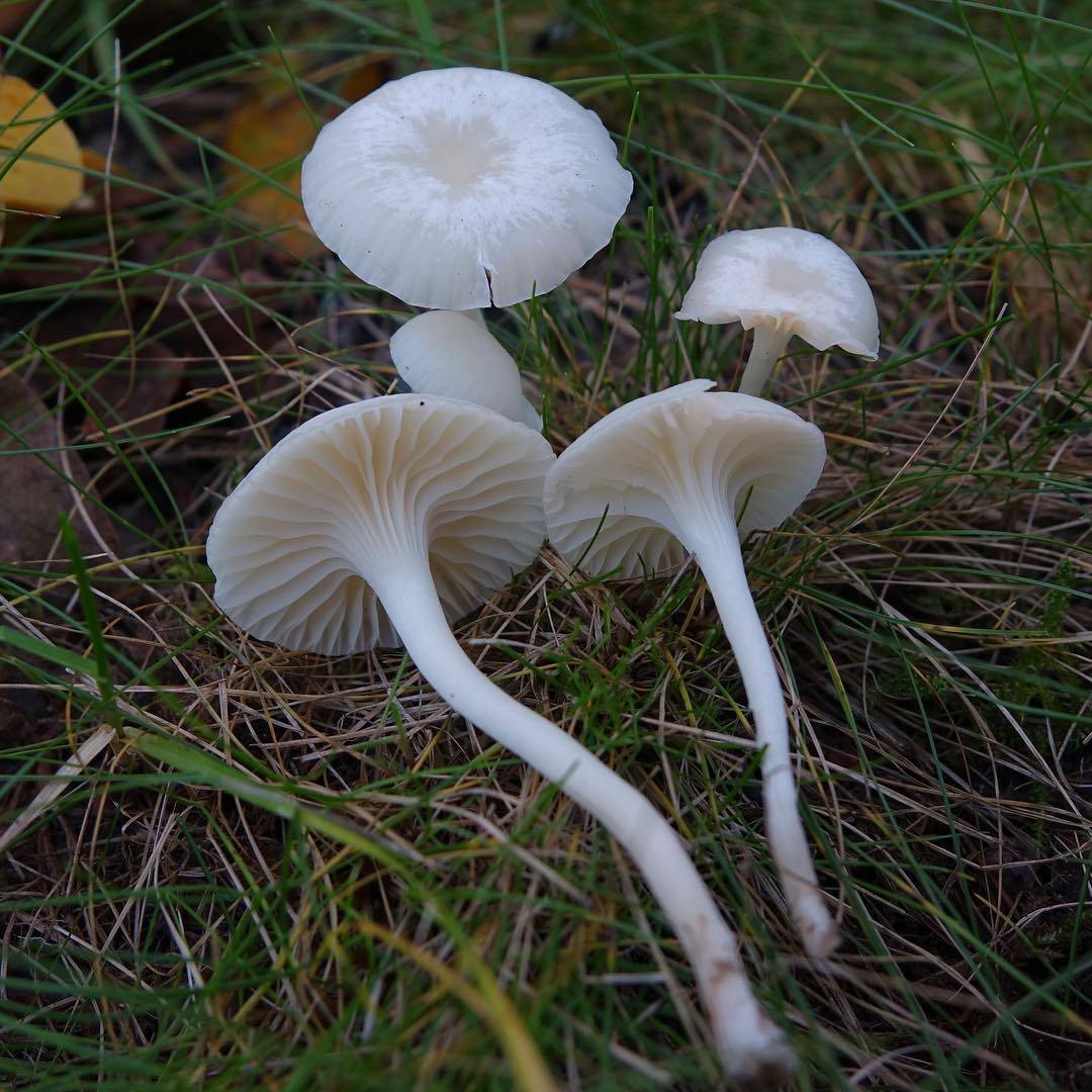 Белый гигрофор гриб фото описание