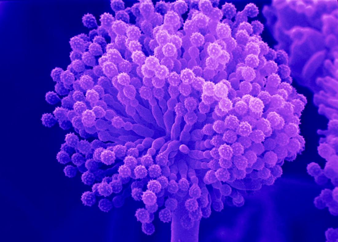 Одноклеточные грибы фото