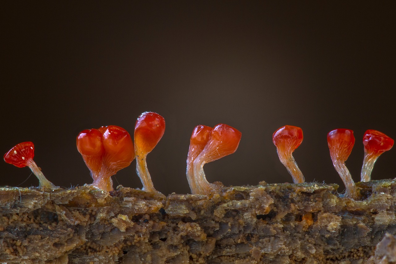 Одноклеточные грибы фото