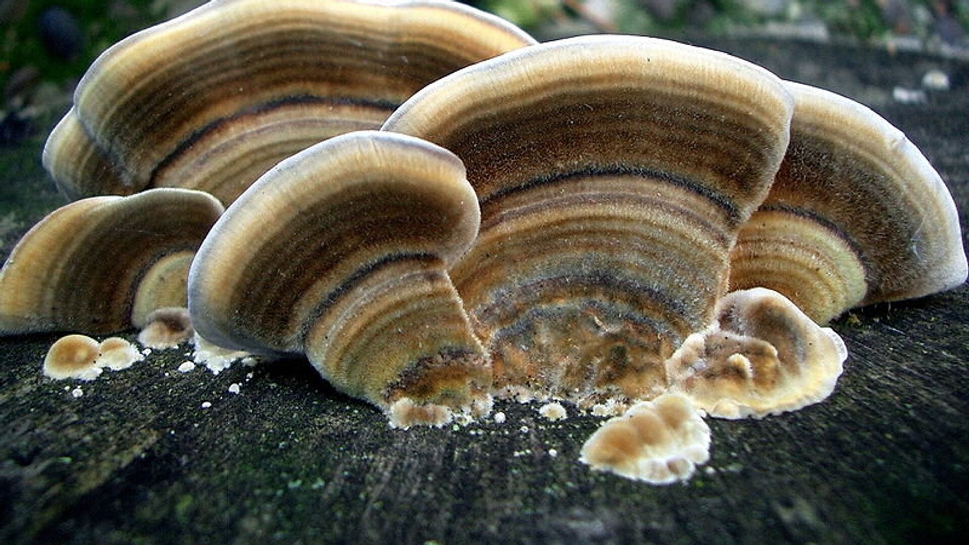 Тутовник гриб фото