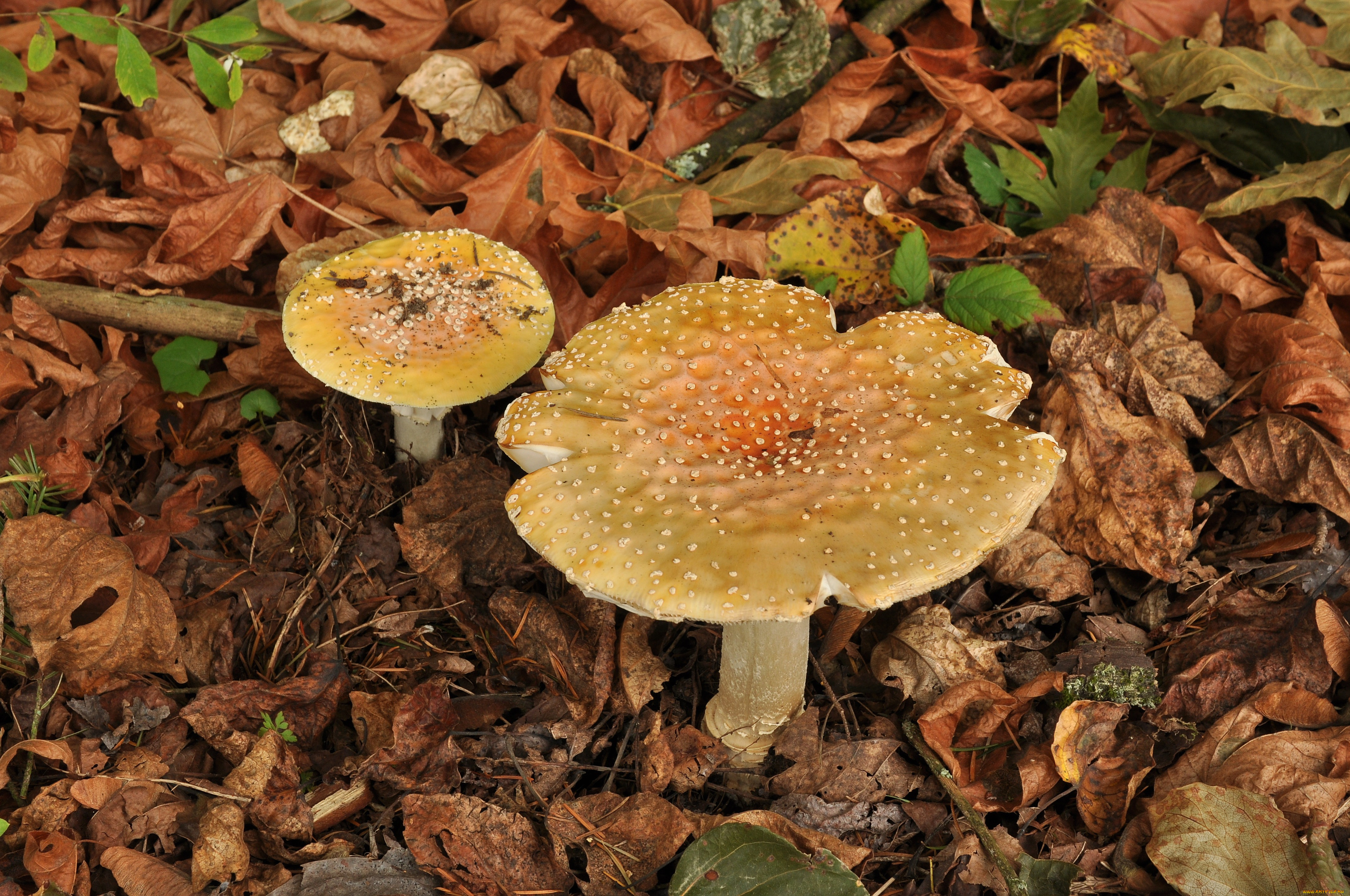Съедобные грибы приморского края фото и описание