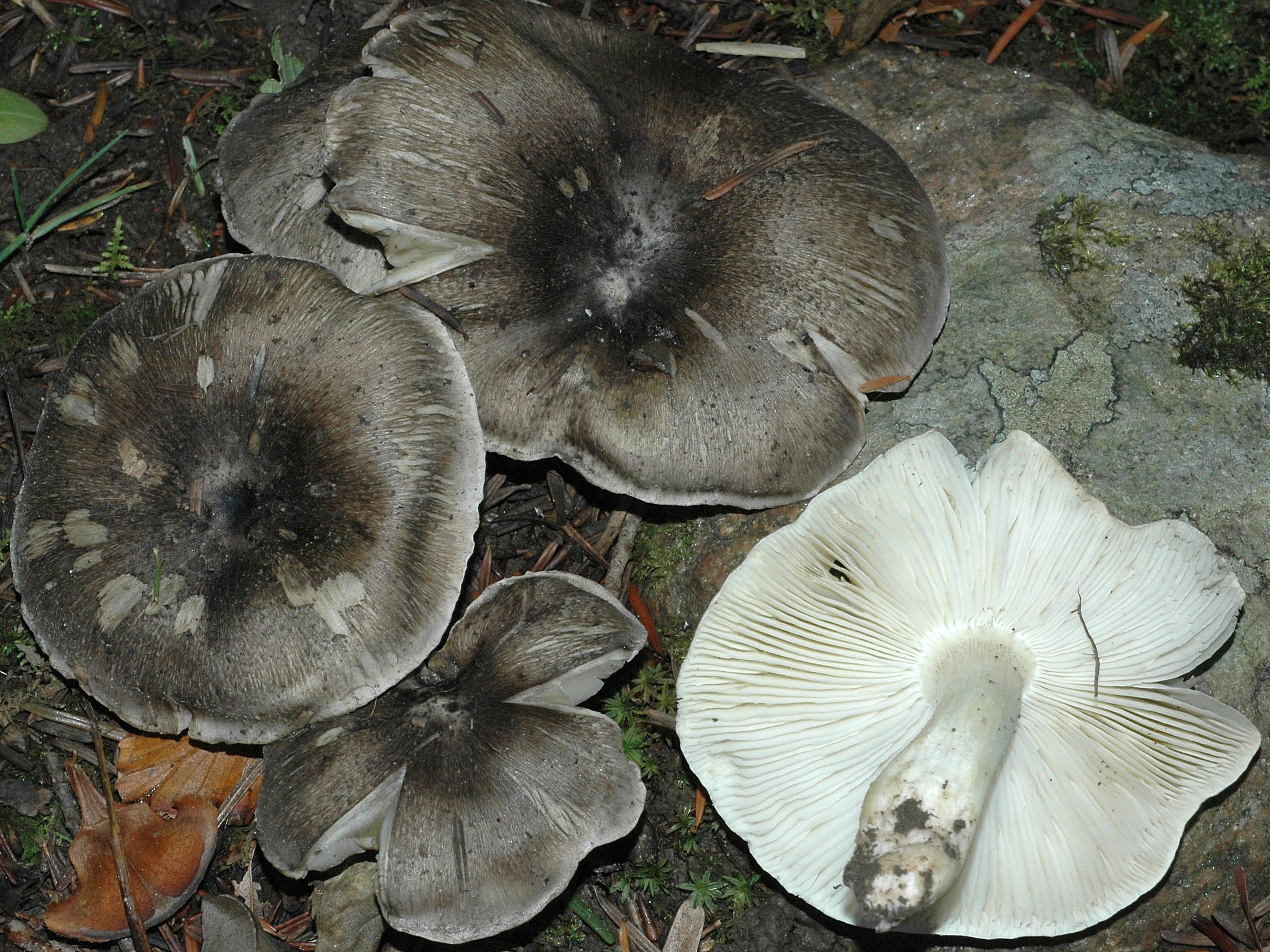 грибы рядовки съедобные фото осенние и название