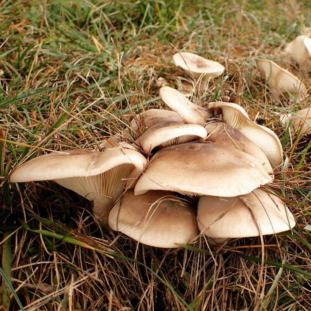 грибы рядовки съедобные фото осенние и название