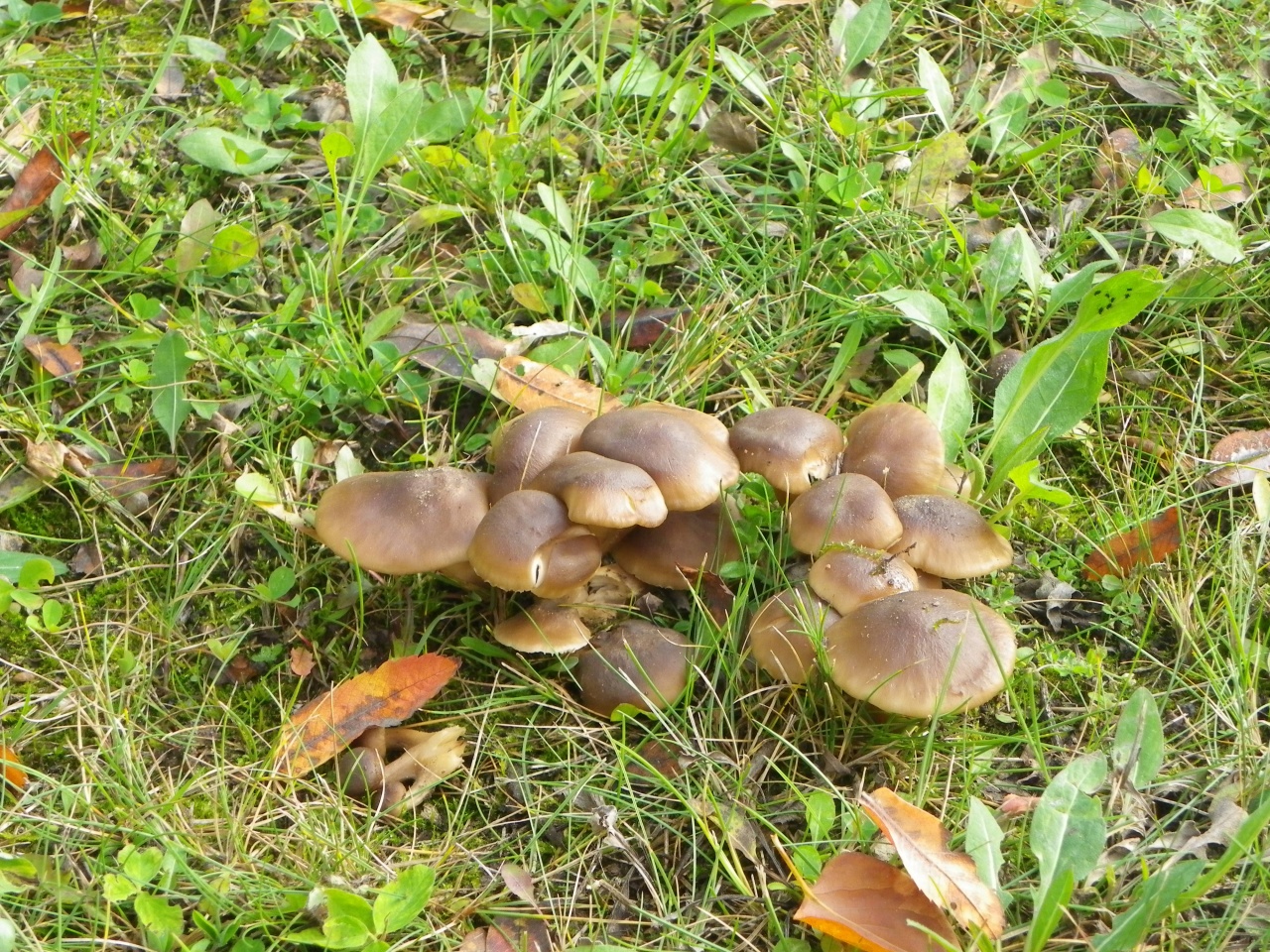 Осенние опята рядовки грибы