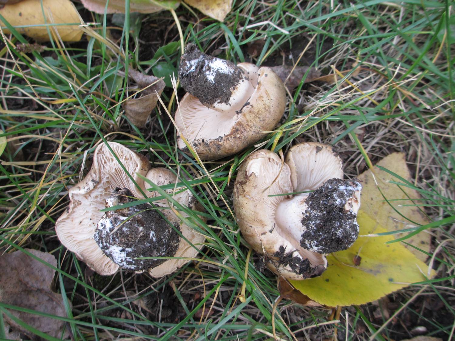 Подтопольники грибы съедобные