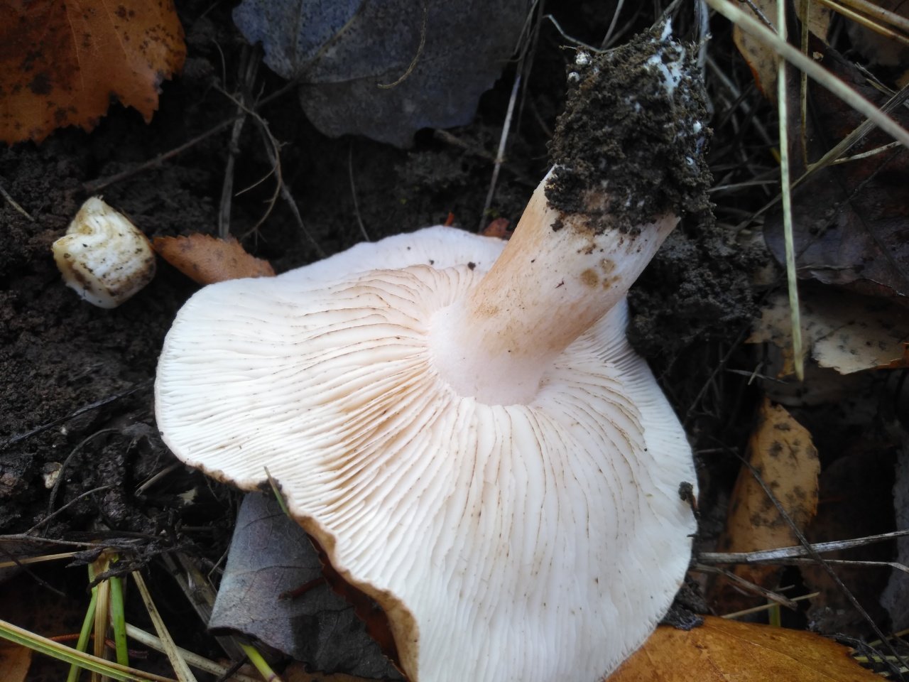 Пузатые белые грибы