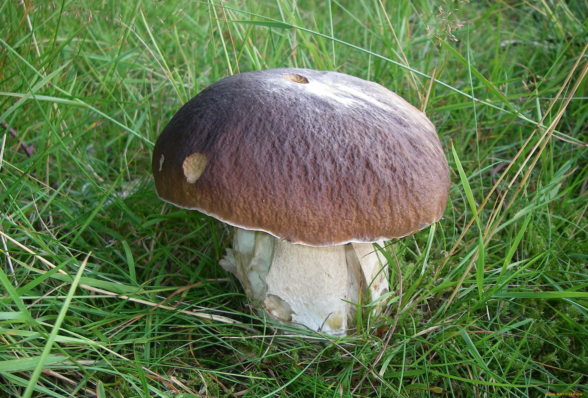 2 Класс 194 упр гриб грибочек грибной