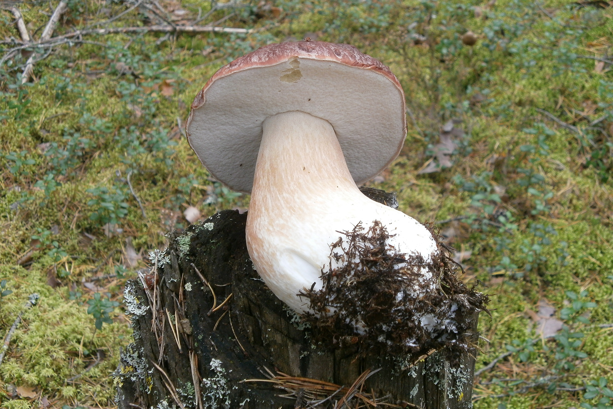 Мицелий гриба грибница Боровик белый гриб