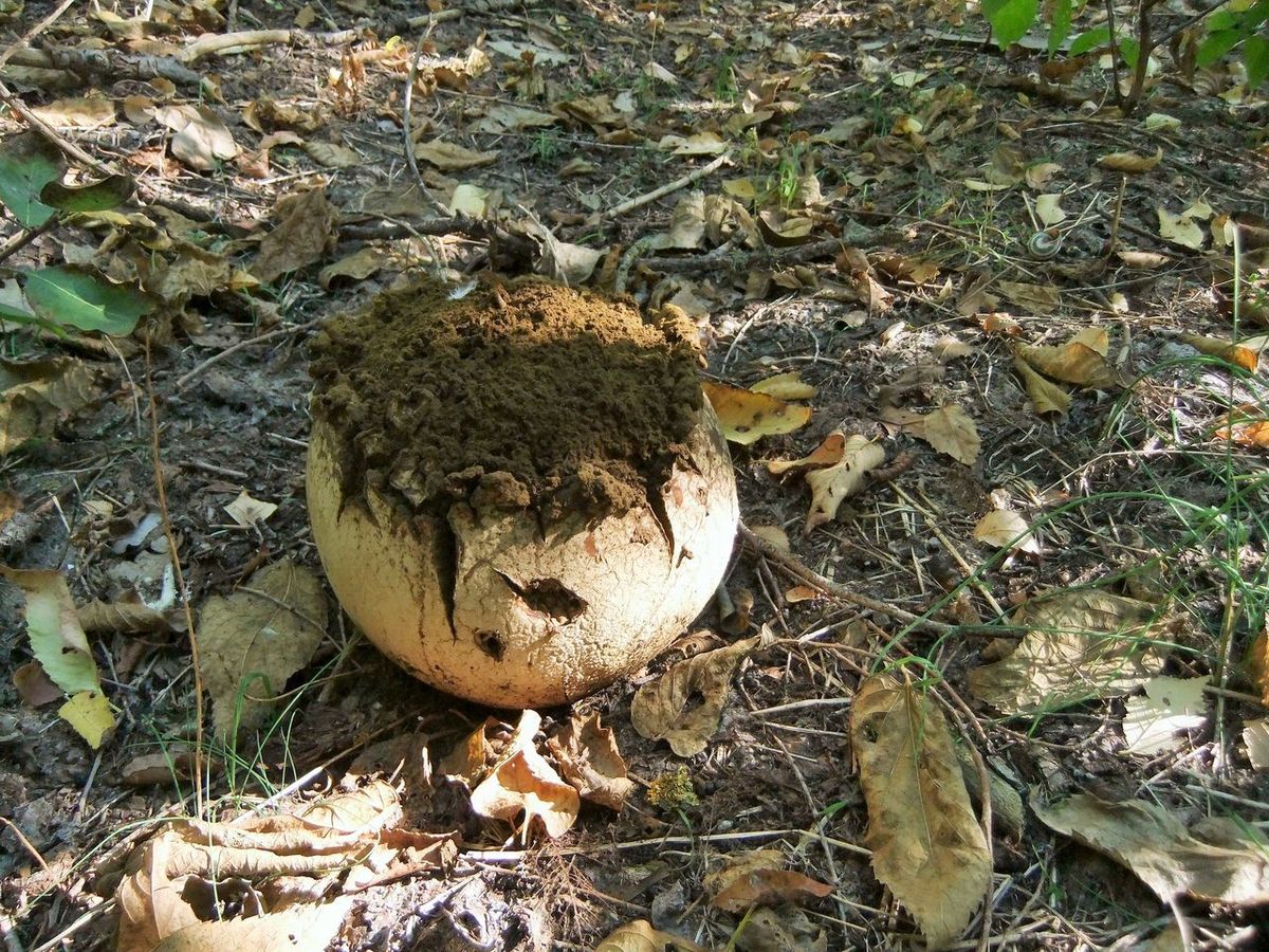 Гигантский головач гриб фото и описание