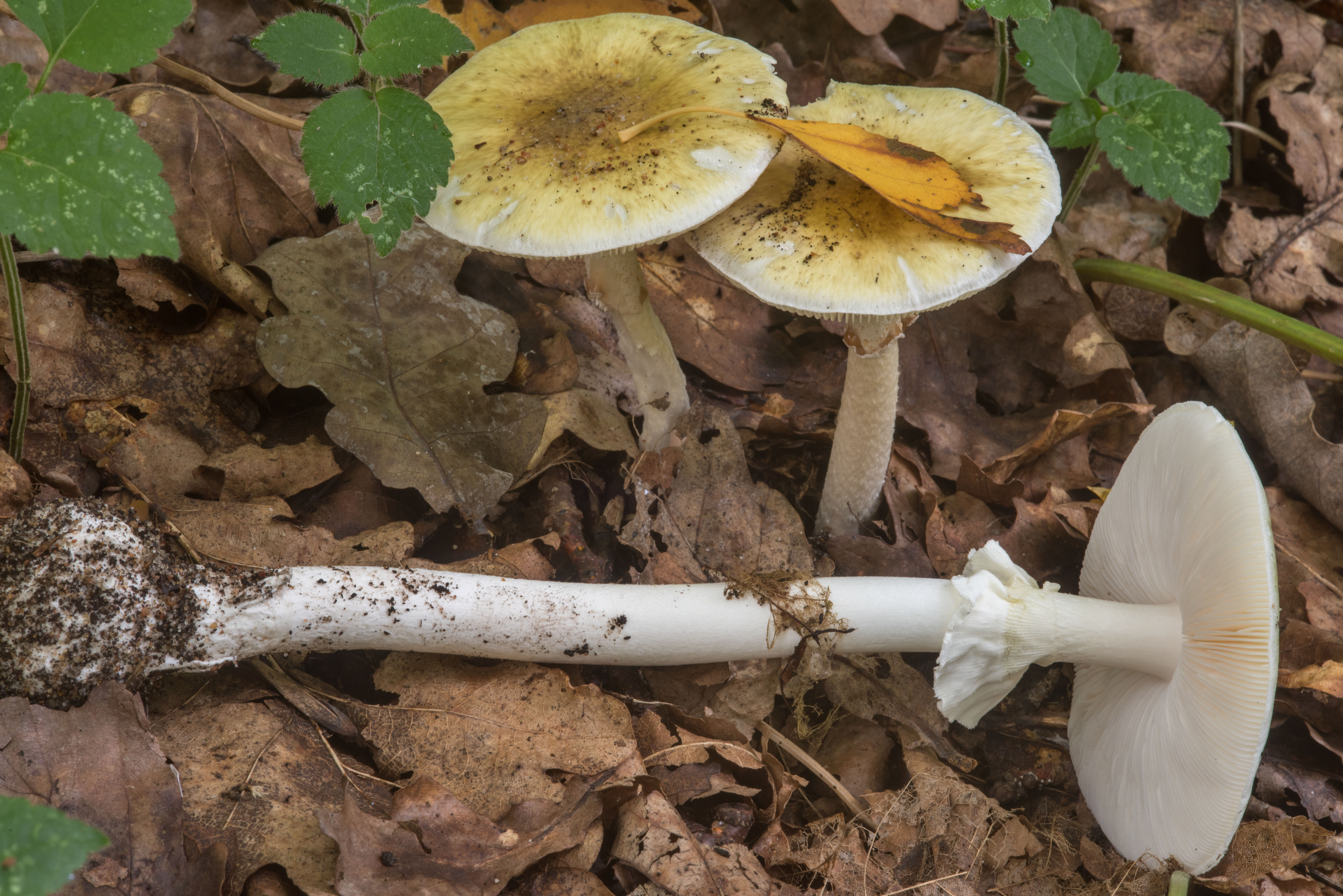 Тип бледной поганки. Бледная поганка гриб. Бледная поганка (Amanita phalloides). Amanita phalloides гриб. Луговая поганка гриб.