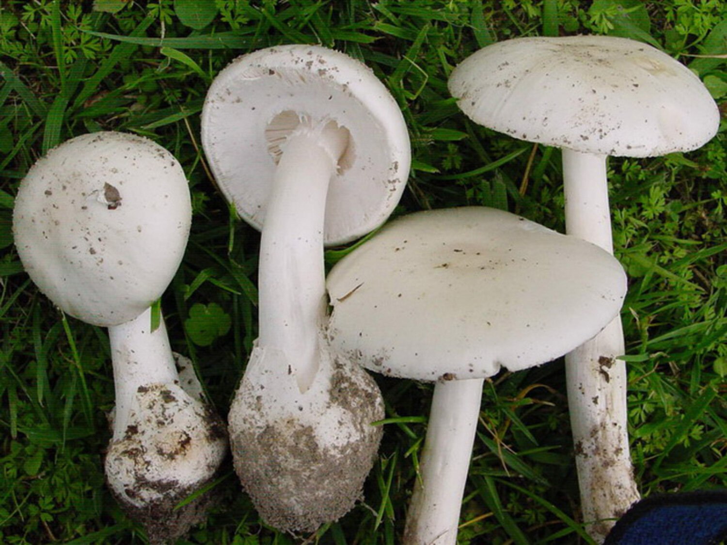 Бледная поганка и белый гриб