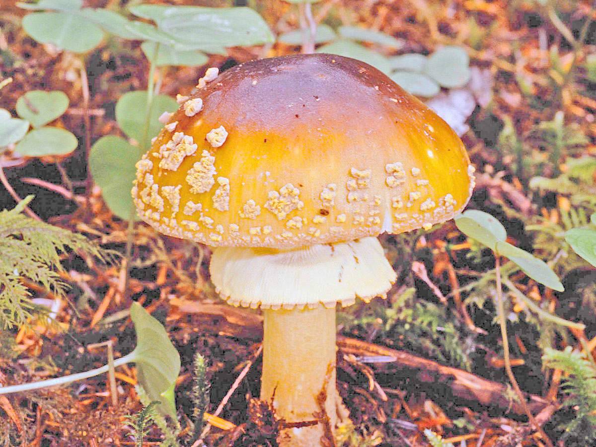 Жёлтая поганка гриб