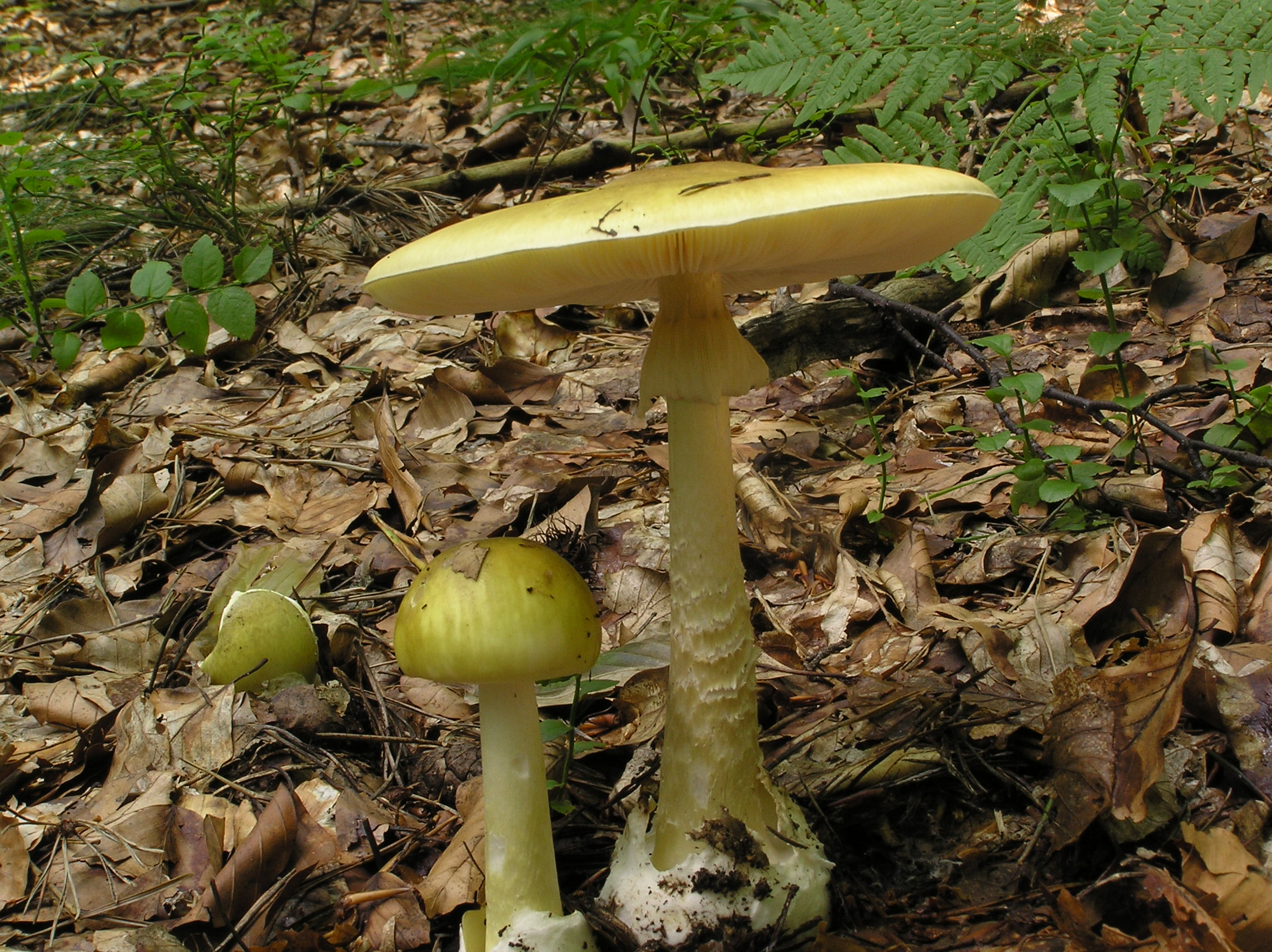 Печурки грибы