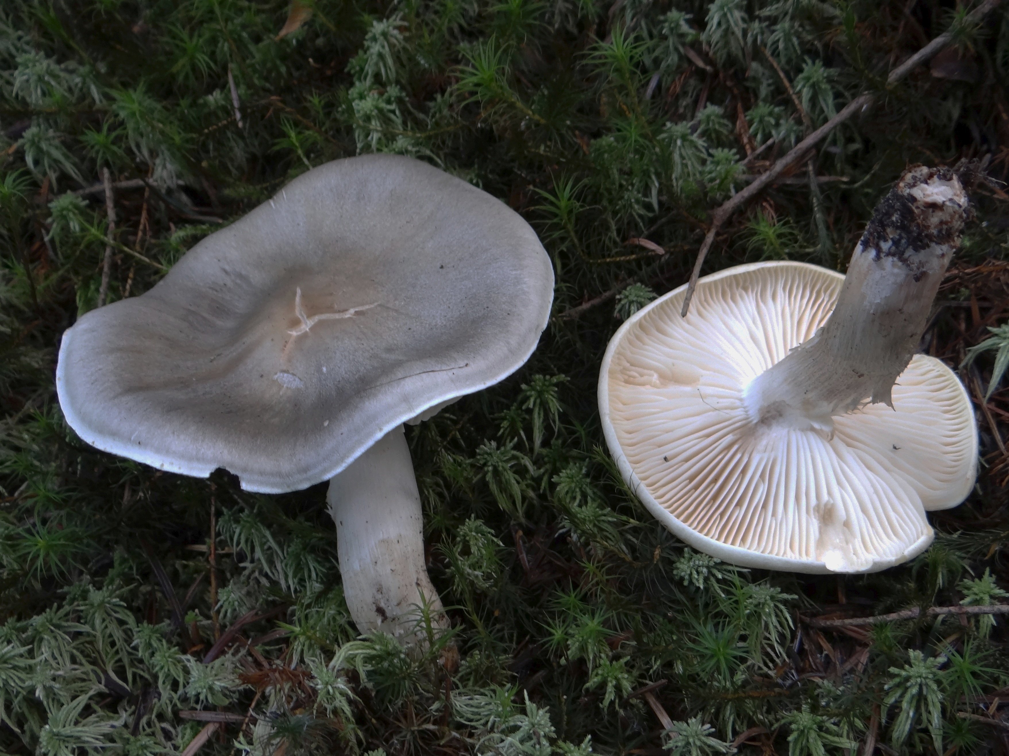 Серушки грибы