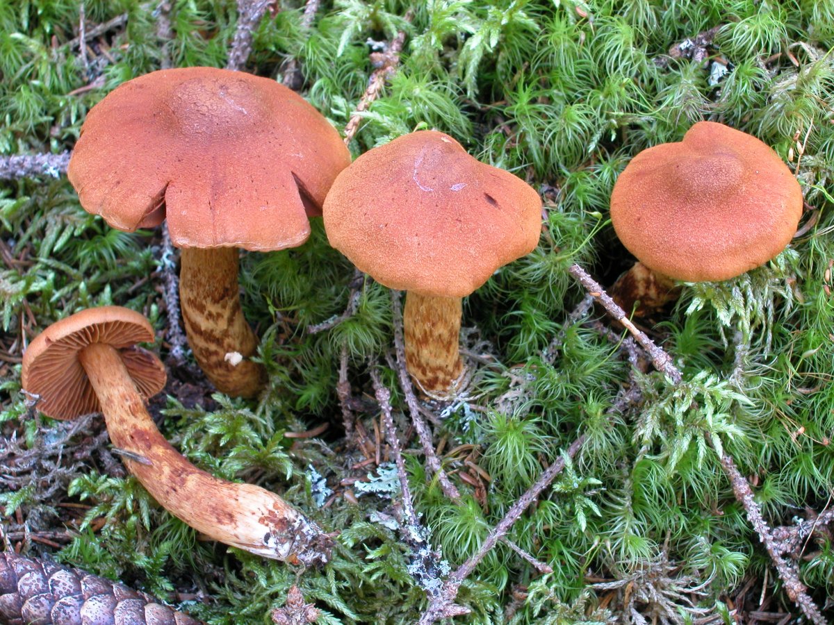 Пять самых ядовитых грибов