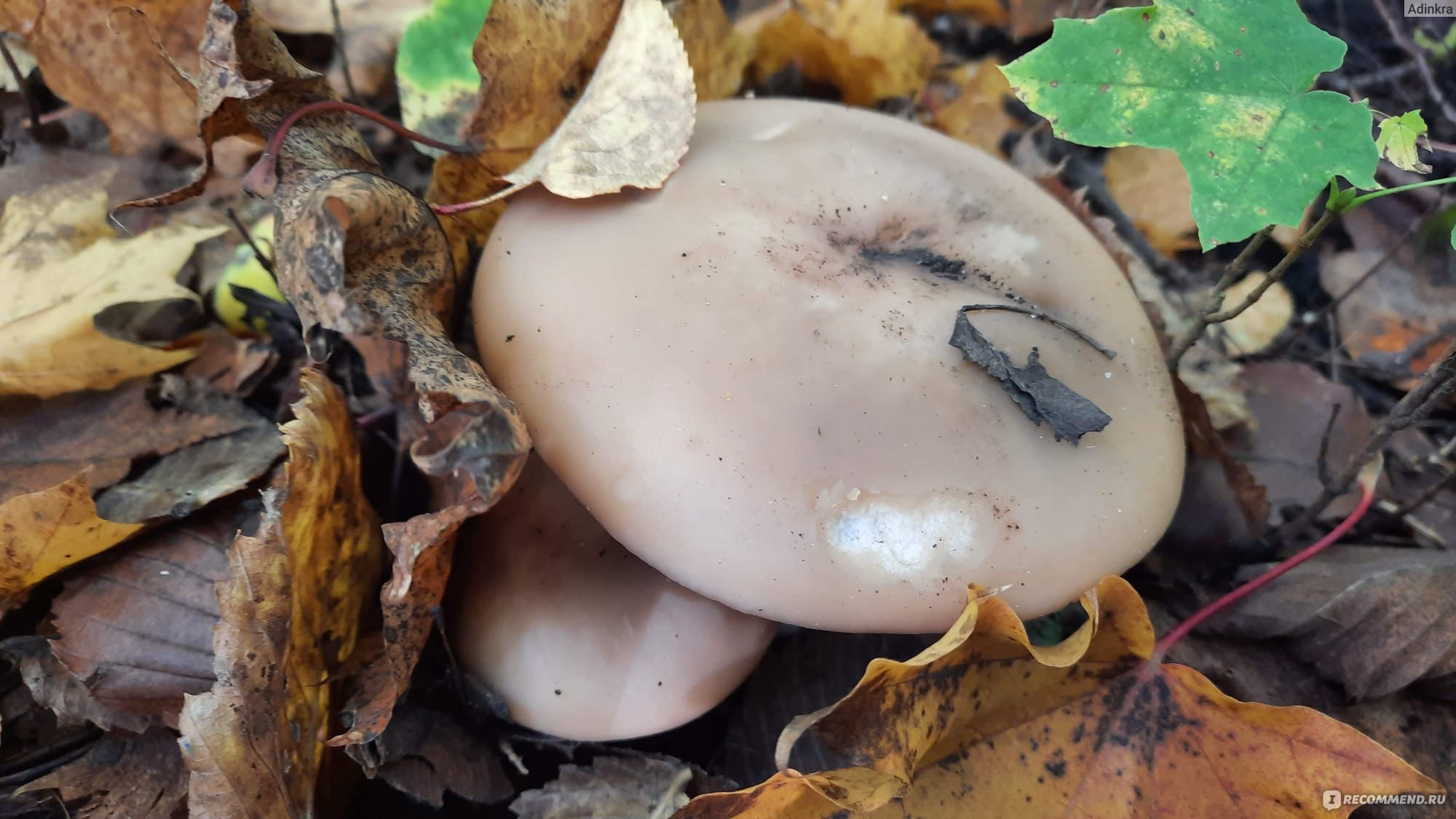 грибы которые растут под тополями фото